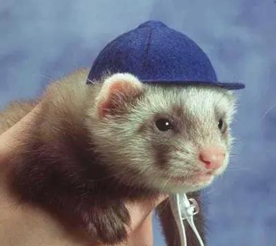 养貂是一种什么样的体验,养宠物貂违法吗