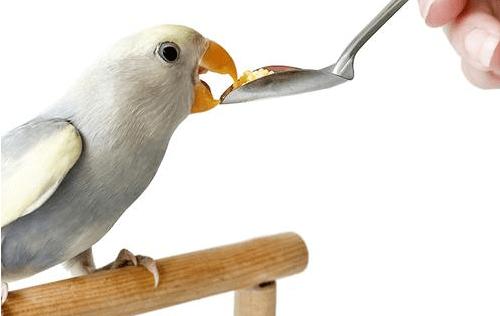 虎皮鹦鹉养殖技巧,虎皮鹦鹉工厂化养殖视频