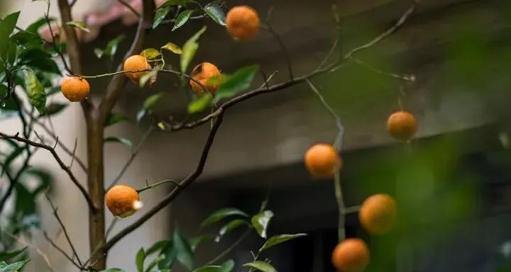 快乐的苏州西山农家乐之旅,苏州西山农家乐自驾游攻略图