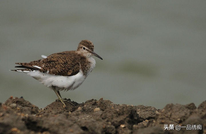 鸟类名字生僻字,带有鸟字的生僻字