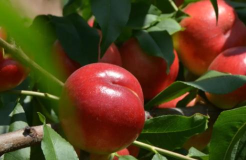 油桃最新价格,油桃多少钱一斤亩产多少