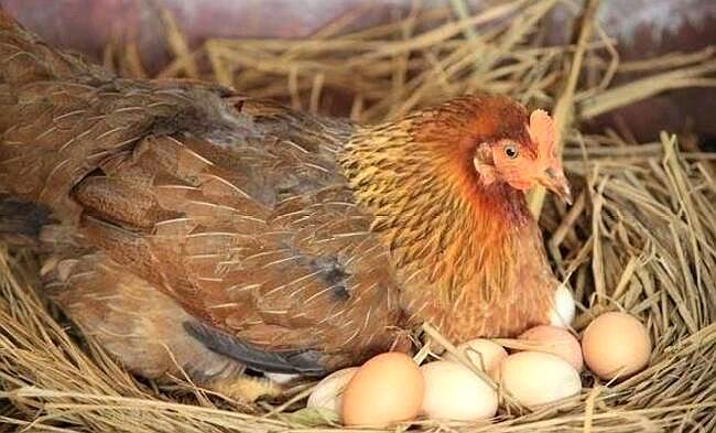 母鸡怎样受孕,母鸡是怎么受孕的