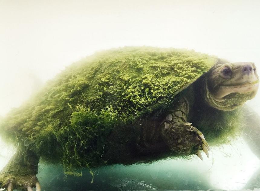 乌龟背上全部都是白白的,男子发现乌龟身上长绿毛