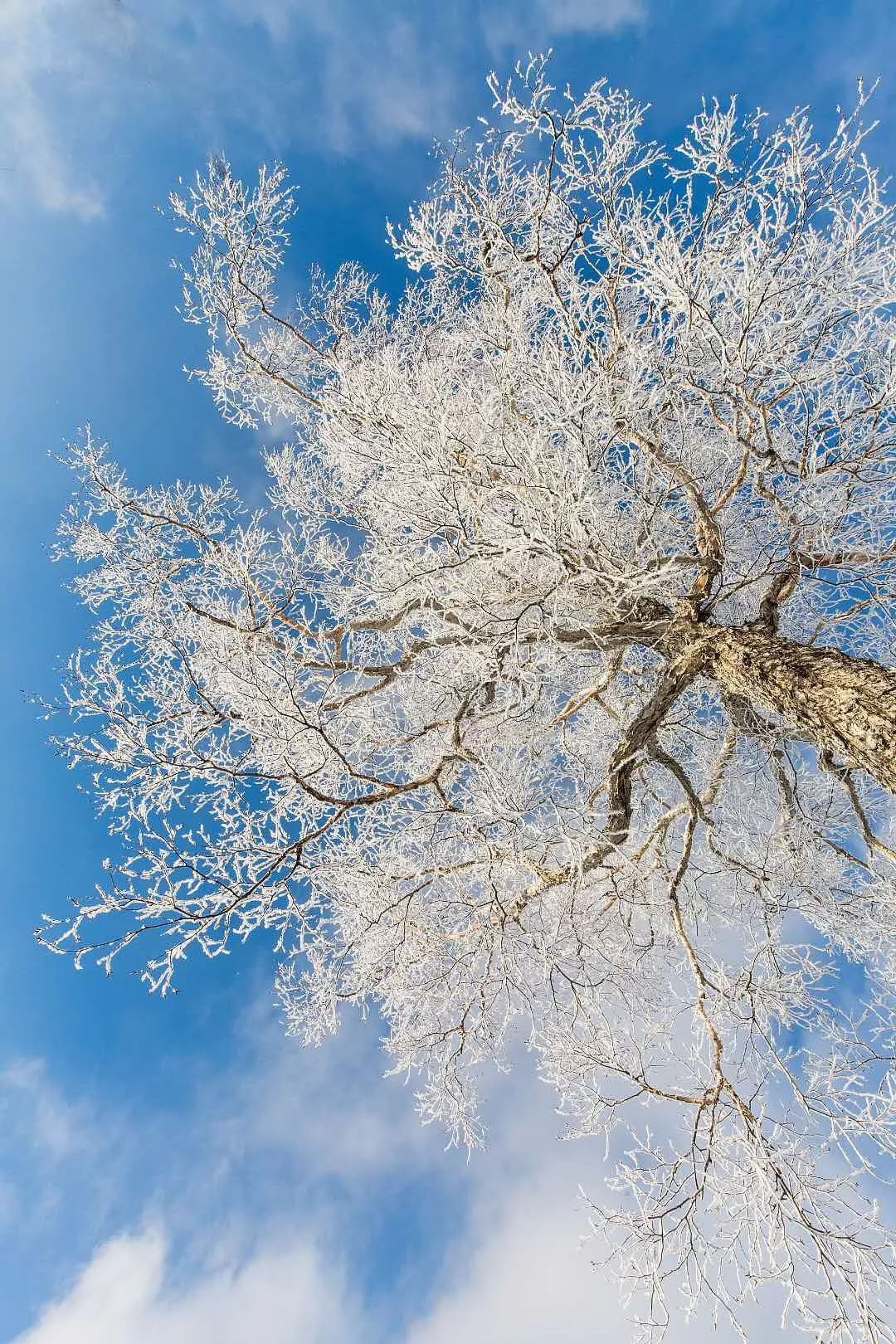 最漂亮的雾凇雪景在哪里,为什么吉林的雾凇最知名