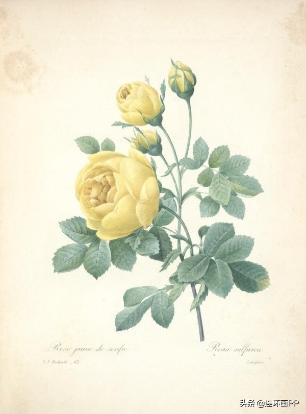 插画风简单的花手绘图片,唯美手绘田园插画图片大全