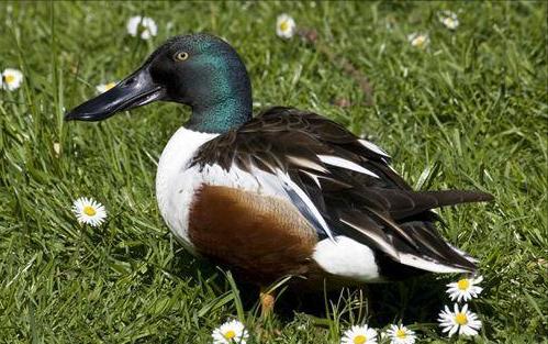 东江揽胜,惠州淡水常见鸟类图谱