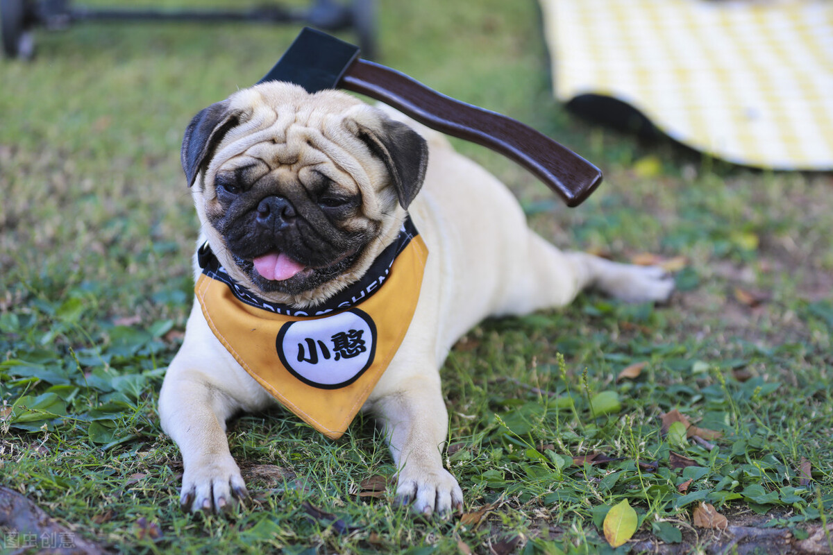 巴哥犬的饲养方法和注意事项,小型巴哥犬和中型巴哥犬的区别