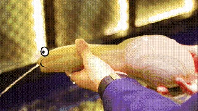 蛏子与小人蚬的区别,贻贝蛤蜊有什么区别