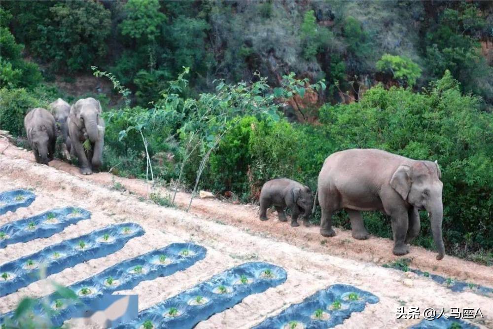 云南野象为什么只有15只野象迁徙,云南15头野象一路向北迁徙的原因