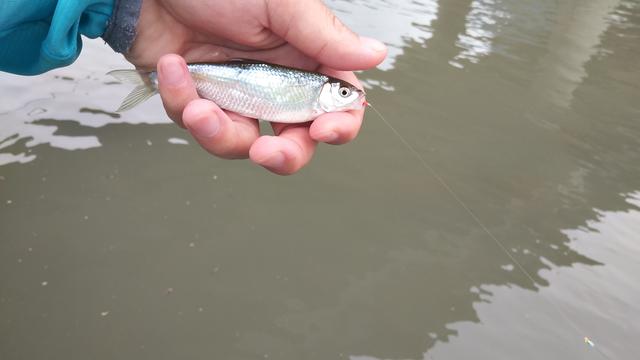 成都又可以钓鱼又可以露营的地方,成都又能钓鱼又能露营的地方