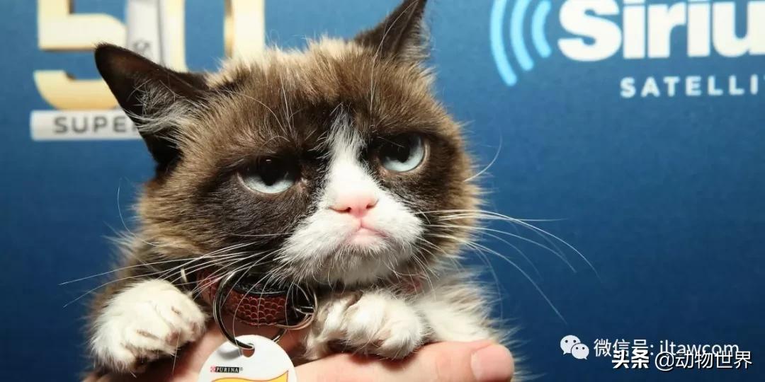 世界各国国宝级动物,世界各地的名贵动物