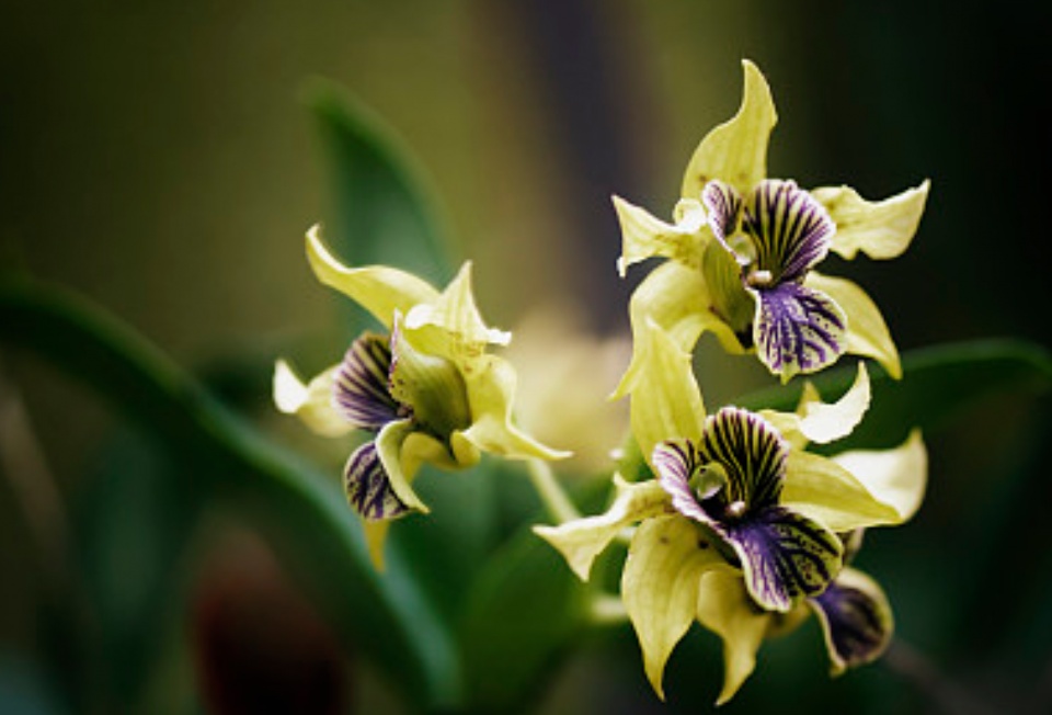 刚上盆的石斛黄叶了是什么原因,石斛叶子黄了是什么原因引起的