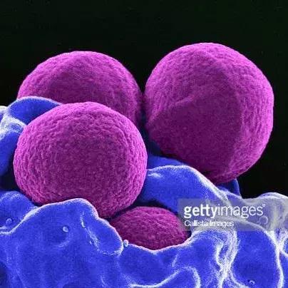 狗狗两腿内侧突然起红疹,狗狗身上起红疹用什么药