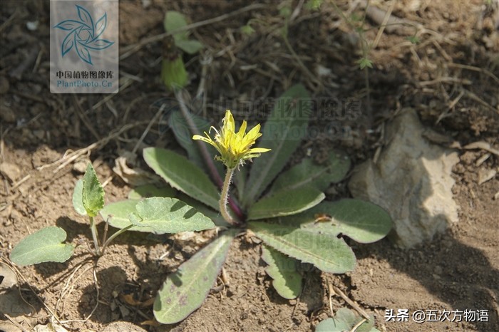 1分钟了解蒲公英,蒲公英科普知识资料大全