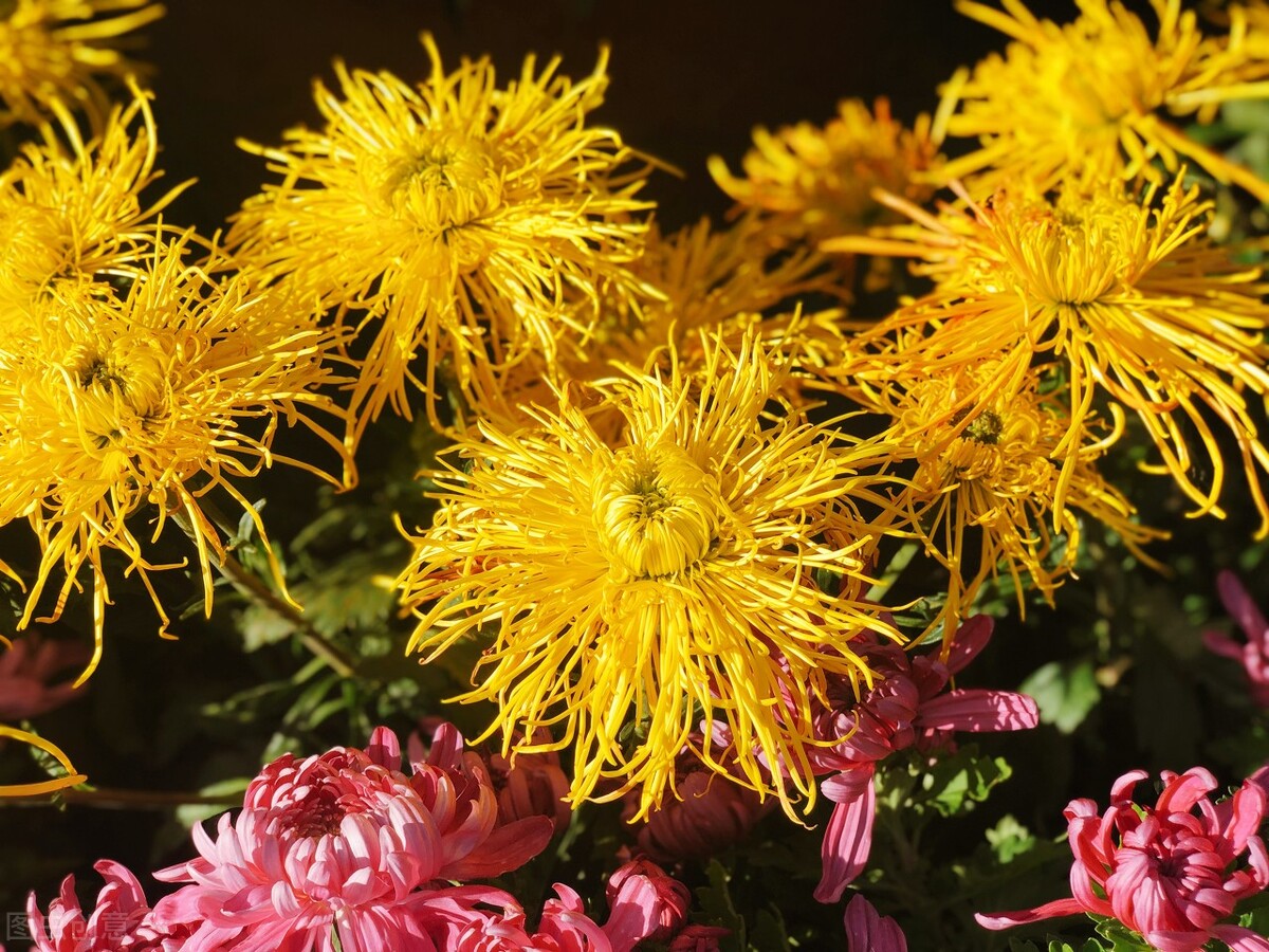 重阳节赏菊花的介绍,赏菊打卡好去处