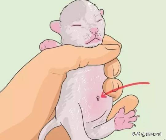 母猫怀孕还能驱虫吗,养小母猫注意事项