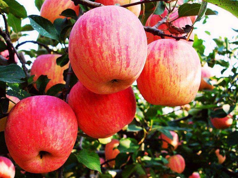 清华学霸讲数学全集,清华学生理综300分