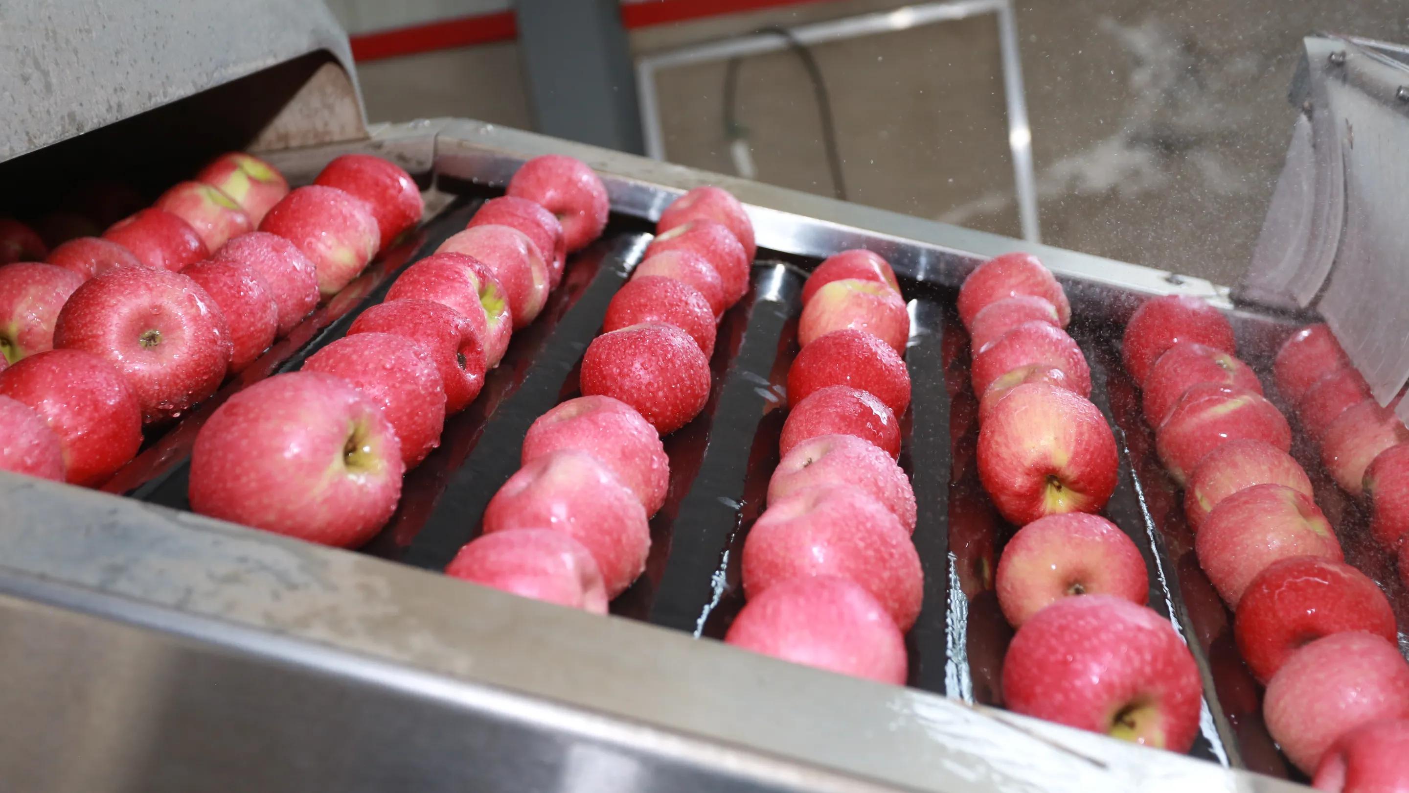 陕西白水苹果哪里最好,陕西白水苹果专卖店