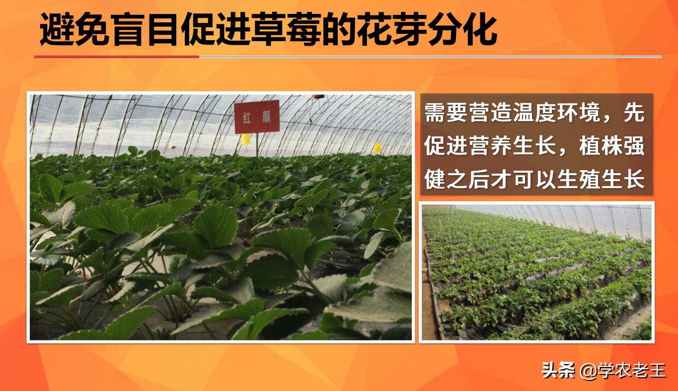 草莓长势好但不结果是什么原因,草莓长势不好用什么办法