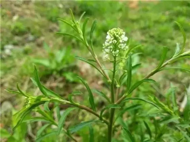 农村常见野花野草,这些野菜农村随处见