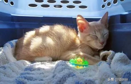 应该如何引导猫咪进航空箱,怎样让猫咪不害怕主人