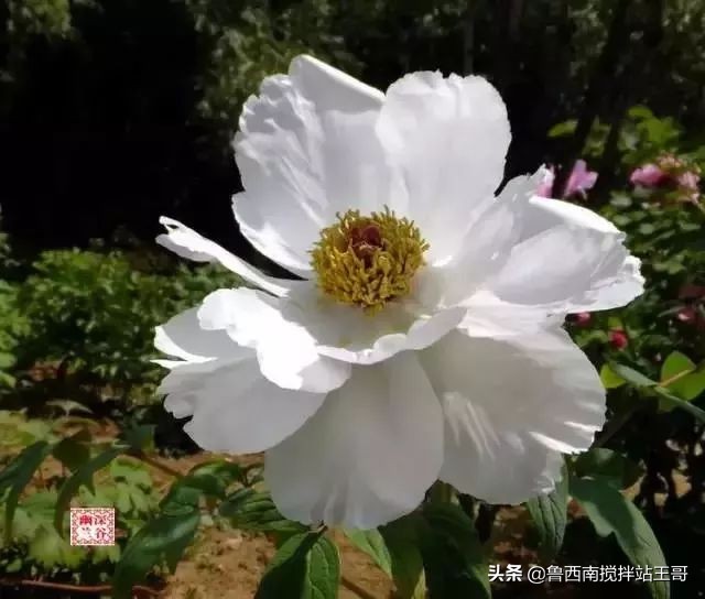 牡丹十大品种九大花系,牡丹进口品种图片及名称