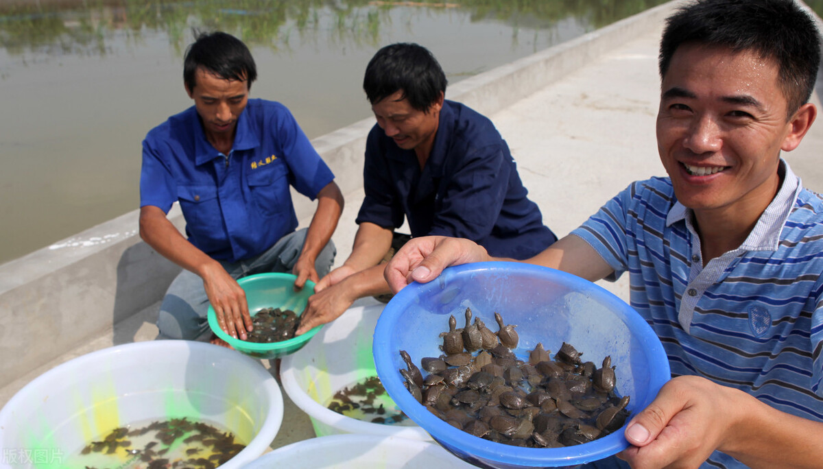 甲鱼和小龙虾养殖哪个更赚钱,水产养殖龙虾甲鱼