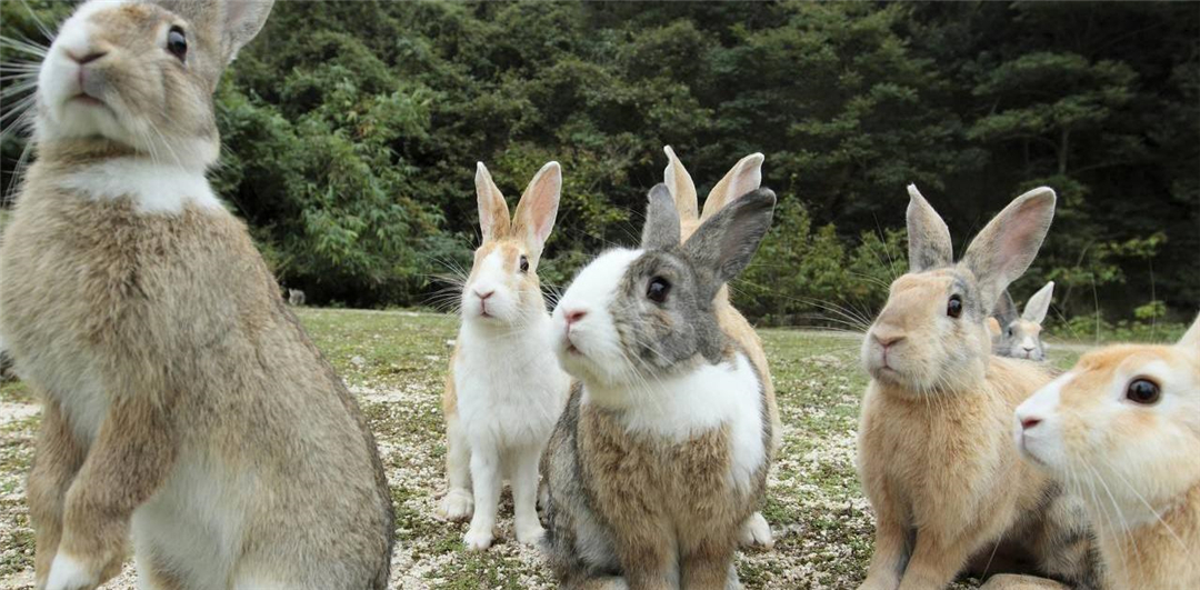 澳大利亚的野兔为什么会泛滥成灾,澳洲野兔泛滥成灾到底有多疯狂