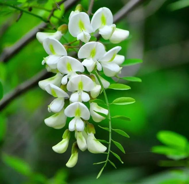 洋槐花炒着吃好吃还是蒸的好吃,民间传统蒸槐花