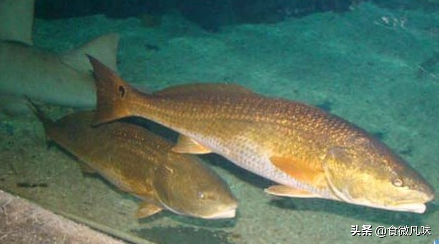 好吃的鱼胶推荐,有什么鱼胶吃起来爽口的