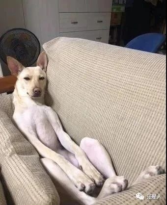 汪见镜头秒伸“嫩白大长腿”摆拍，网友见私密巧思：很懂遮呀