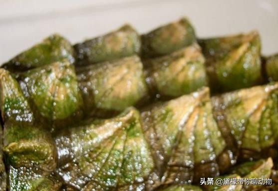 大鳄龟塌背翘甲怎么办,大鳄龟塌背是啥样的