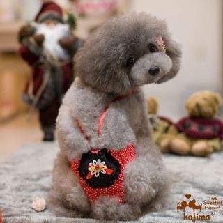 狗狗会来姨妈滴血吗,狗狗也会有经血吗