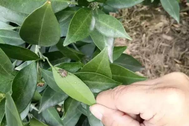 柑橘12月有什么病害虫害,柑橘全年病害虫害最新防治方法