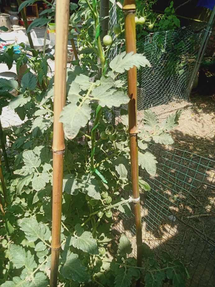 樱桃番茄最好的颜色,樱桃番茄挑选