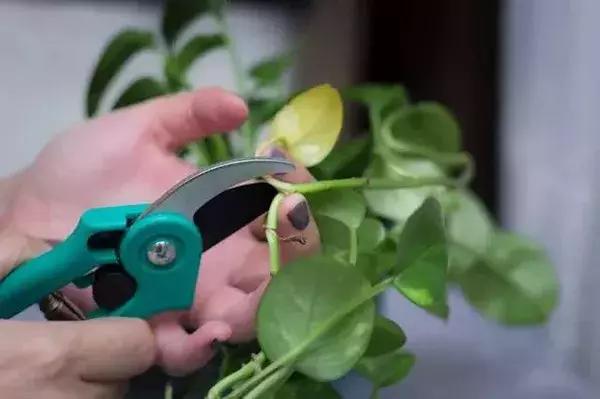 家里养的绿植长白霉怎么处理,家里的绿植老是生虫怎么办