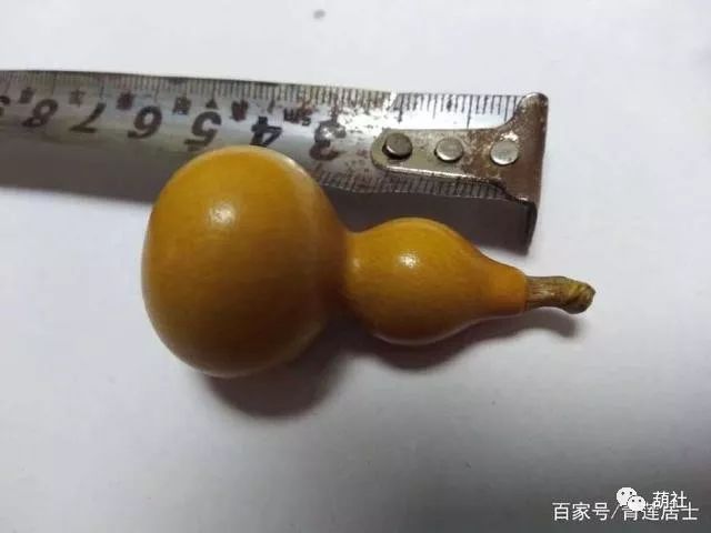 百花仙子文玩手捻小葫芦怎样种植,手捻小葫芦种植方法