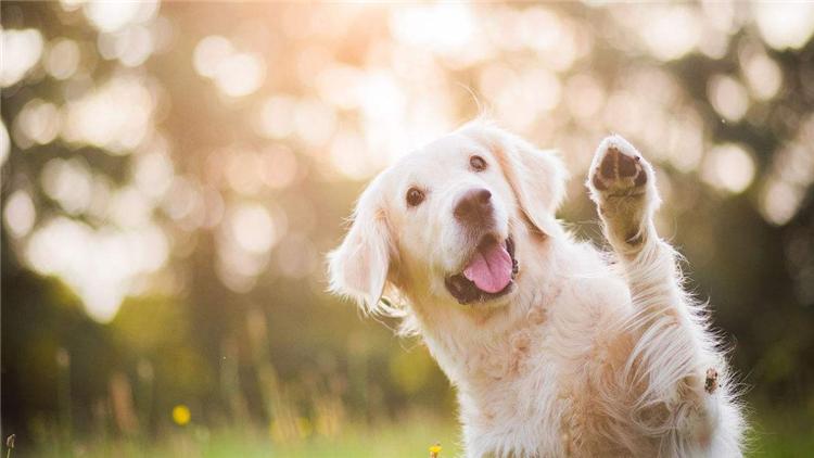 狗狗尾巴夹着什么原因,狗狗把尾巴咬紫了怎么办