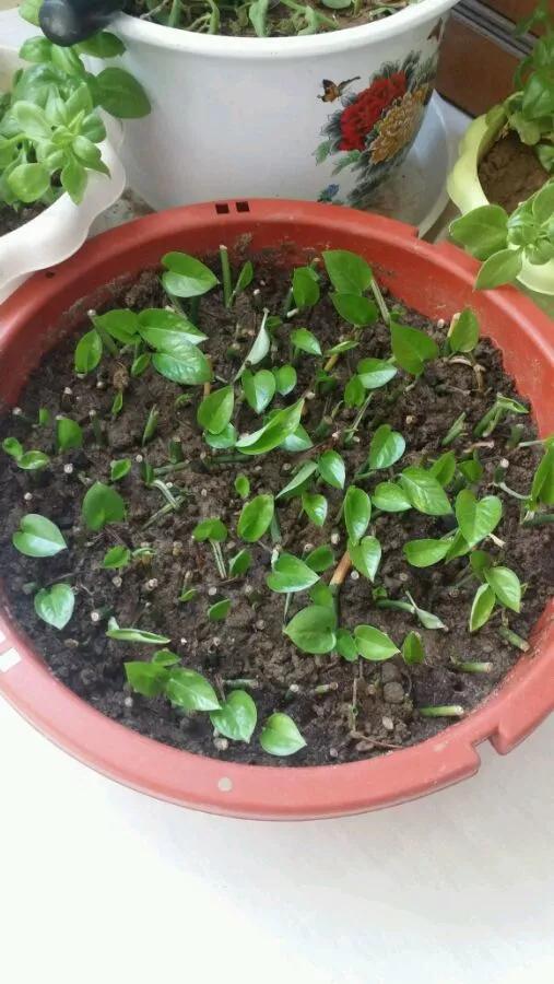 绿萝养护技巧和注意事项,绿萝的叶子怎么养护才能又肥又大