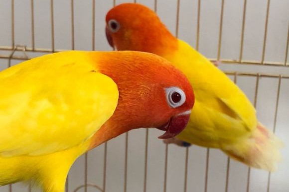 面类牡丹鹦鹉品种介绍及图片,牡丹鹦鹉品种介绍及图片和名字