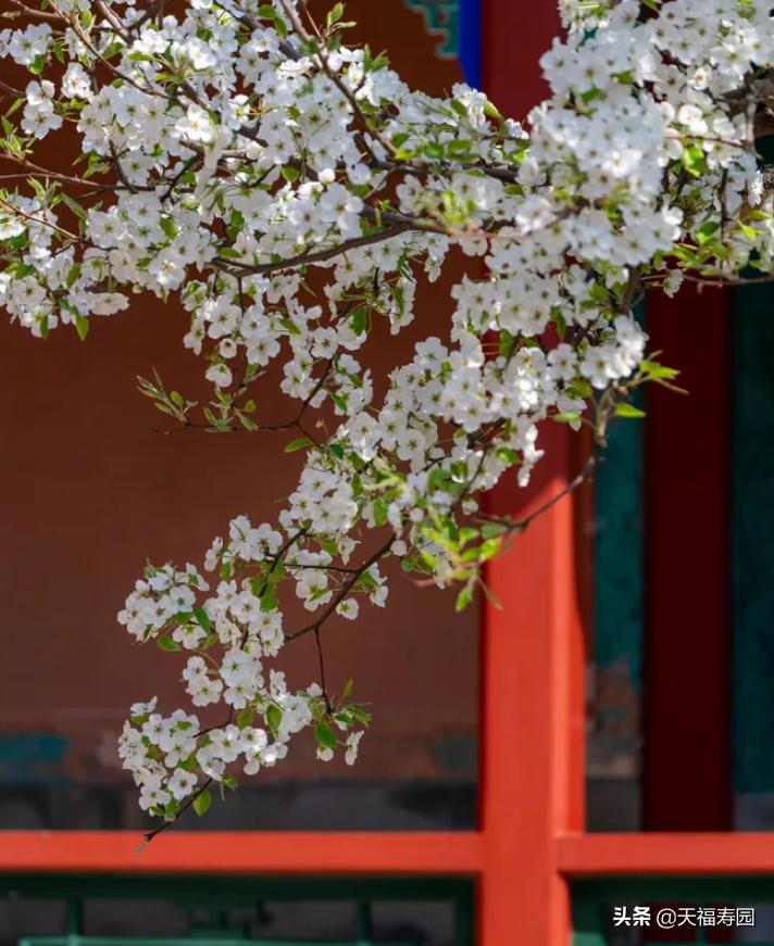 莲花灯什么说法,莲花灯来源是什么