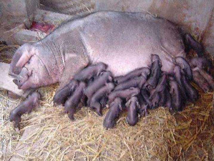 母猪死胎38.2怎么办,母猪产特别小死胎是什么原因