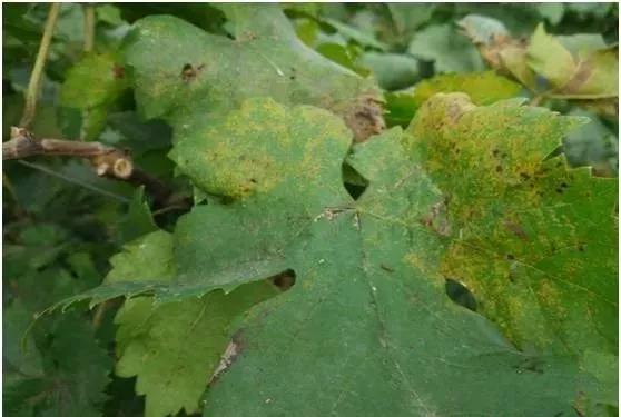 葡萄红蜘蛛病害图片,葡萄病害常用杀菌剂