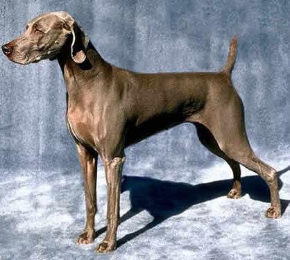 世界上一百种狗的图片,世界十种名贵狗