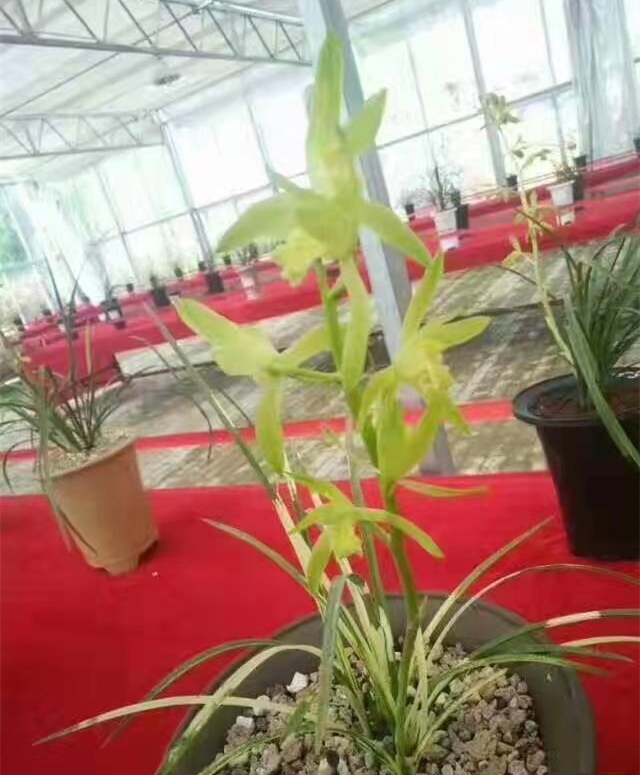 近期兰展获奖的蕙兰新品,全国兰展获特金奖蕙兰