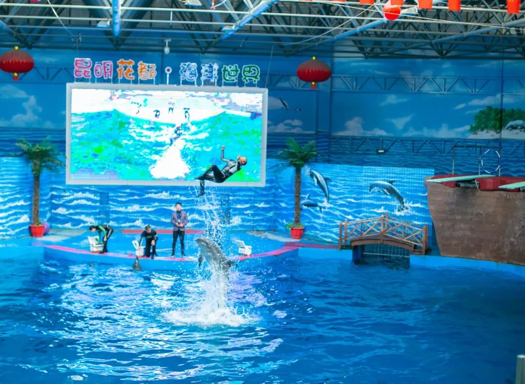 海洋剧场秀、丛林萌宠乐园、风车向阳花，昆明热闹新春，属于它
