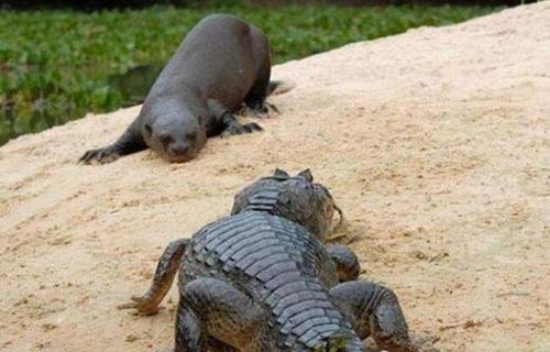 蜜獾平头哥发脾气,蜜獾平头哥对人友好吗