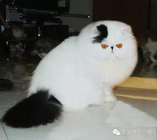 怎么区分加菲猫的品种,纯种加菲猫应该是什么颜色