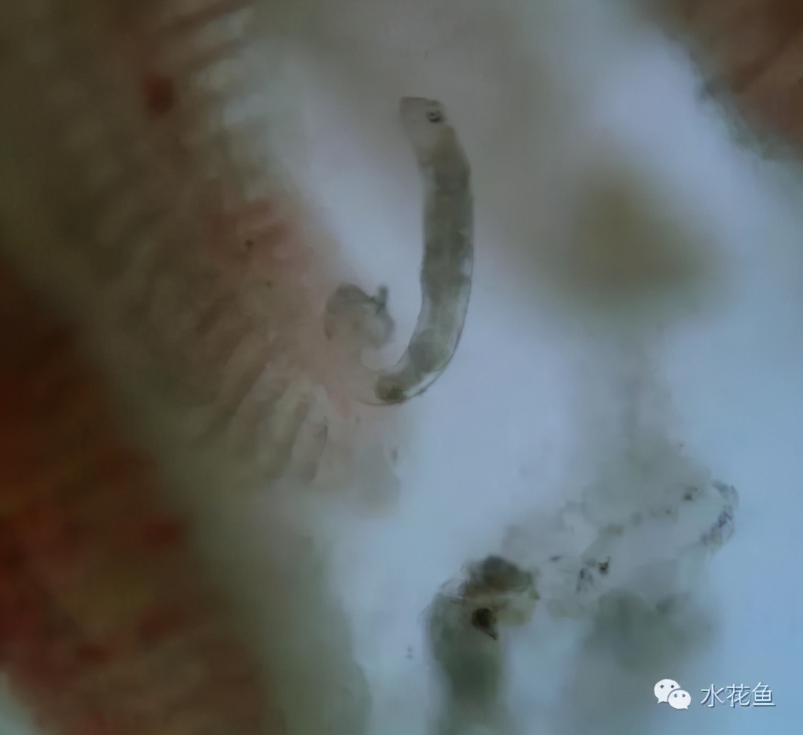 杀鱼类指环虫特效药,观赏鱼指环虫鱼病治疗方法