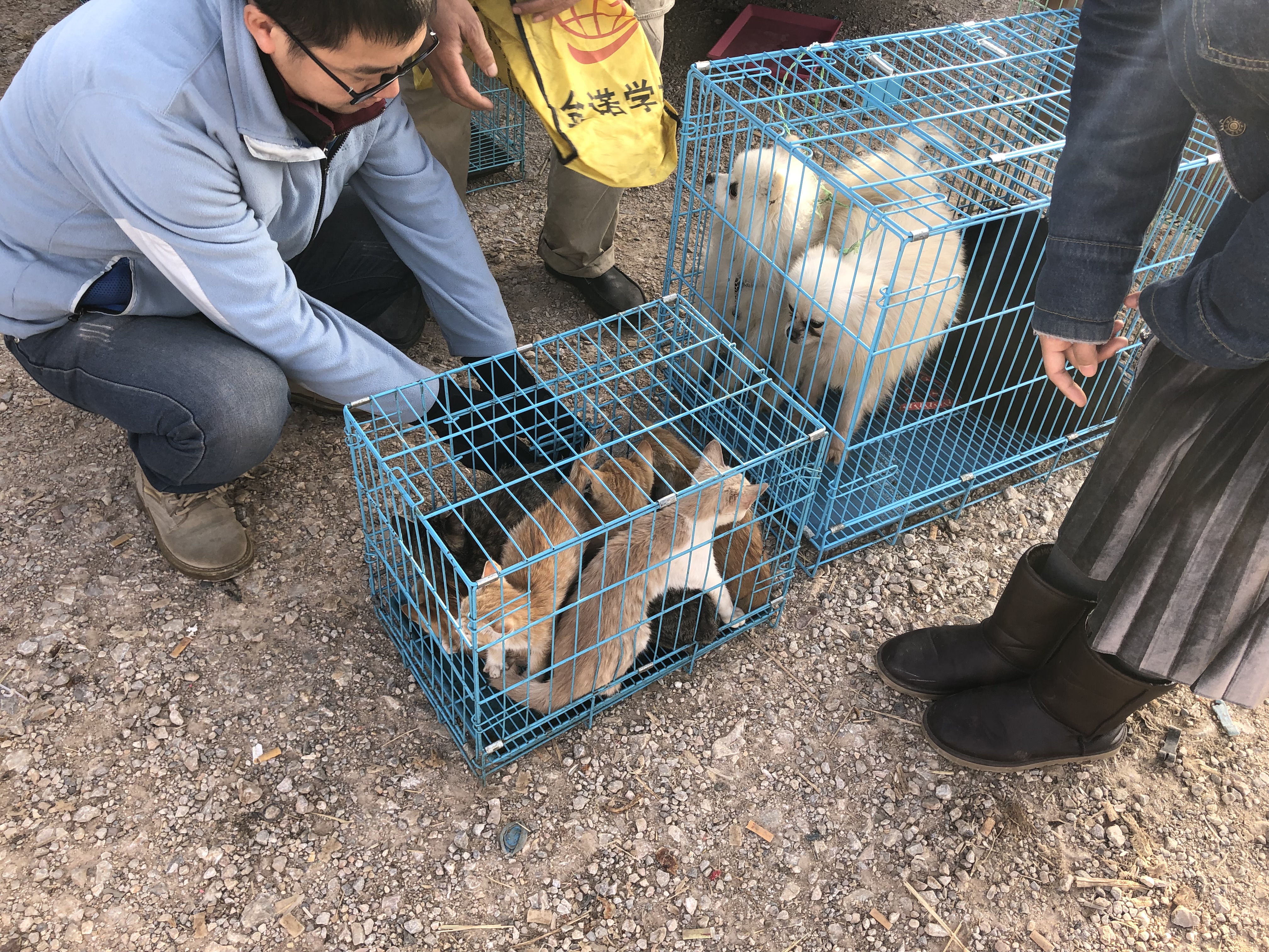 一只土猫多少钱最便宜,土猫多少钱一只能买到